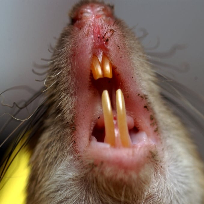 Дератизация крыс в Нижневартовске?